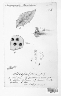 Trochila ilicina image